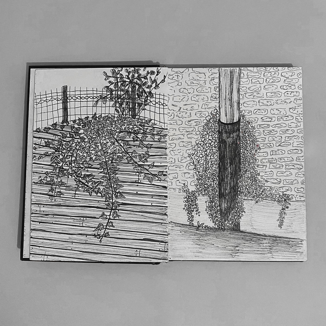 Carnet entropie végétale 1